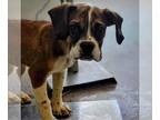 Boxer DOG FOR ADOPTION RGADN-1249003 - Deacon - Boxer Dog For Adoption
