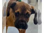 Boxer DOG FOR ADOPTION RGADN-1249004 - Hondo - Boxer Dog For Adoption