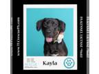 Labrottie DOG FOR ADOPTION RGADN-1249005 - Kayla 040624 - Rottweiler / Labrador