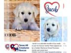 Golden Pyrenees DOG FOR ADOPTION RGADN-1249006 - Jacob - Golden Retriever /