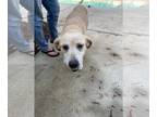 Labrador Retriever DOG FOR ADOPTION RGADN-1249008 - Sugar - Labrador Retriever