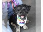 Poodle (Miniature) Mix DOG FOR ADOPTION RGADN-1249010 - Davey - Poodle