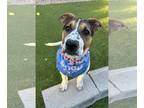 Mastiff Mix DOG FOR ADOPTION RGADN-1249015 - Aspen - Shepherd / Mastiff / Mixed