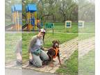 Labrottie DOG FOR ADOPTION RGADN-1249026 - Chew - Rottweiler / Labrador