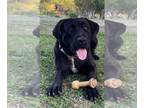 Mastador DOG FOR ADOPTION RGADN-1249027 - Sissy - Mastiff / Labrador Retriever /