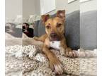 American Staffordshire Terrier Mix DOG FOR ADOPTION RGADN-1249028 - Rusty -