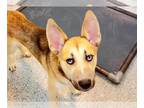 Mix DOG FOR ADOPTION RGADN-1249051 - RUE - Husky (short coat) Dog For Adoption