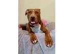 Adopt Kahleah a Pit Bull Terrier, Mixed Breed