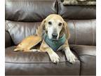 Beagle Mix DOG FOR ADOPTION RGADN-1249064 - Miss Vivian - Sweet older lass!