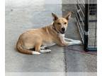 Carolina Dog Mix DOG FOR ADOPTION RGADN-1249068 - Miley - Australian Cattle