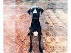 Great Dane DOG FOR ADOPTION RGADN-1249072 - Kirby - Great Dane Dog For Adoption