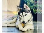 Siberian Husky DOG FOR ADOPTION RGADN-1249073 - Megan Fox - Siberian Husky (long