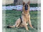 German Shepherd Dog Mix DOG FOR ADOPTION RGADN-1249077 - Skye - German Shepherd