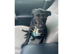 Adopt Poblano a Pit Bull Terrier, Mixed Breed