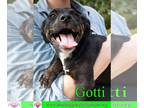 German Shepherd Dog Mix DOG FOR ADOPTION RGADN-1249090 - Gotti - German Shepherd