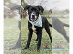 Great Dane Mix DOG FOR ADOPTION RGADN-1249096 - Fin - Great Dane / Hound / Mixed