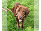 Plott Hound Mix DOG FOR ADOPTION RGADN-1249107 - Charlie - Sponsored!