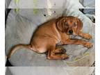 Beagle Mix DOG FOR ADOPTION RGADN-1249113 - Statler - Beagle / Mixed Dog For