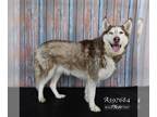 Siberian Husky DOG FOR ADOPTION RGADN-1249118 - JAIME KING - Siberian Husky