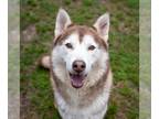 Siberian Husky DOG FOR ADOPTION RGADN-1249119 - CALVIN HARRIS - Siberian Husky