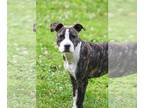 American Boston Bull Terrier DOG FOR ADOPTION RGADN-1249126 - Pixel - Pit Bull