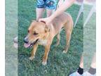 Labrador Retriever Mix DOG FOR ADOPTION RGADN-1249129 - Chandler - Labrador