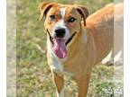 Basset Hound-Retriever Mix DOG FOR ADOPTION RGADN-1249132 - Skittles - Retriever