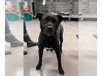 Boxador DOG FOR ADOPTION RGADN-1249141 - Spring - Labrador Retriever / Boxer /