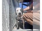 American Pit Bull Terrier Mix DOG FOR ADOPTION RGADN-1249142 - Madmax - Pit Bull