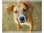 Labrador Retriever Mix DOG FOR ADOPTION RGADN-1249146 - LEXI - Labrador