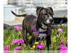Boxer Mix DOG FOR ADOPTION RGADN-1249173 - GABBY - Boxer / Mixed (medium coat)
