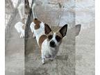 Rat Terrier DOG FOR ADOPTION RGADN-1249185 - Gregory - Rat Terrier Dog For