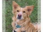 Border Collie-Golden Retriever Mix DOG FOR ADOPTION RGADN-1249188 - Mimosa -