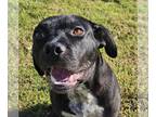 American Pit Bull Terrier Mix DOG FOR ADOPTION RGADN-1249191 - BAYOU - Pit Bull