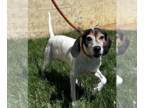 Beagle Mix DOG FOR ADOPTION RGADN-1249192 - Claire - Beagle / Mixed (short coat)