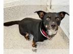 Toy Rat Doxie DOG FOR ADOPTION RGADN-1249195 - YOGI - Dachshund / Rat Terrier /