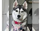 Huskies Mix DOG FOR ADOPTION RGADN-1249215 - Maya - Husky / Mixed (medium coat)