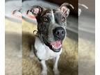 American Staffordshire Terrier Mix DOG FOR ADOPTION RGADN-1249223 - Glacier -