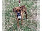 Boxer DOG FOR ADOPTION RGADN-1249227 - Lacey - Boxer (short coat) Dog For