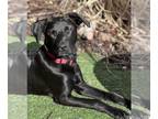 Boxador DOG FOR ADOPTION RGADN-1249230 - Asher (Courtesy) - Labrador Retriever /
