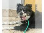 Australian Shepherd Mix DOG FOR ADOPTION RGADN-1249231 - Arlo - Australian