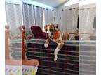 Boxer DOG FOR ADOPTION RGADN-1249235 - Bubba ADOPTION PENDING - Boxer / Mastiff