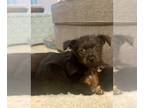Border Terrier Mix DOG FOR ADOPTION RGADN-1249242 - Ember (Fairy Litter) -