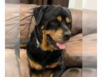 Rottweiler DOG FOR ADOPTION RGADN-1249250 - Skeeter - Rottweiler Dog For