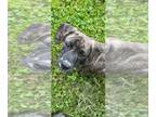 Plott Hound Mix DOG FOR ADOPTION RGADN-1249252 - Luciano - puppy - Plott Hound /