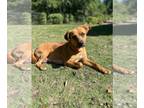 Labrador Retriever Mix DOG FOR ADOPTION RGADN-1249266 - Zinnia - Labrador