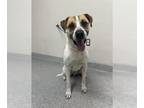 Labrador Retriever DOG FOR ADOPTION RGADN-1249276 - CHASE - Labrador Retriever
