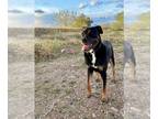 Rottweiler-American Pit Bull Terrier DOG FOR ADOPTION RGADN-1249278 - Shelby -