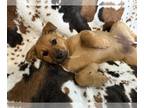 American Pit Bull Terrier Mix DOG FOR ADOPTION RGADN-1249279 - Skye (FTF-Albany