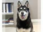 Mix DOG FOR ADOPTION RGADN-1249280 - Spike - Husky (long coat) Dog For